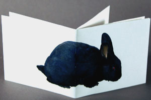 Hallo Rabbit isn't that your? Book